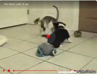 The Matrix path of cat