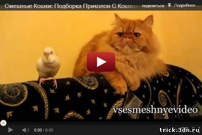 Смешные Кошки: Подборка Приколов С Кошками